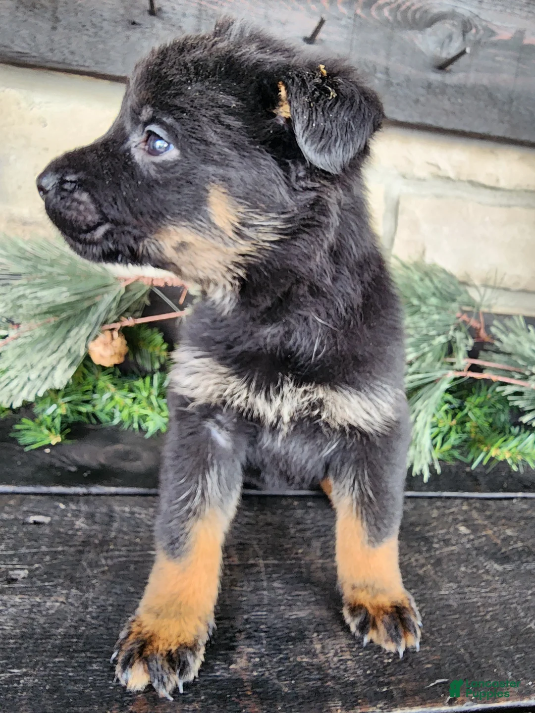 Mixed Breed dogs for sale: Rosy - Ad 1