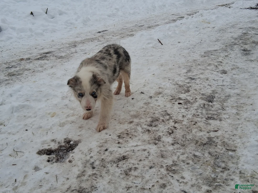 Australian Shepherd dogs for sale: Hank  - Ad 1