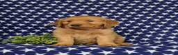 Golden Retriever dogs for sale: Mugsie AKC Registered - Ad 4