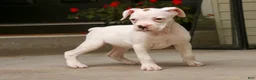 Boxer dogs for sale: Lily - Ad 6