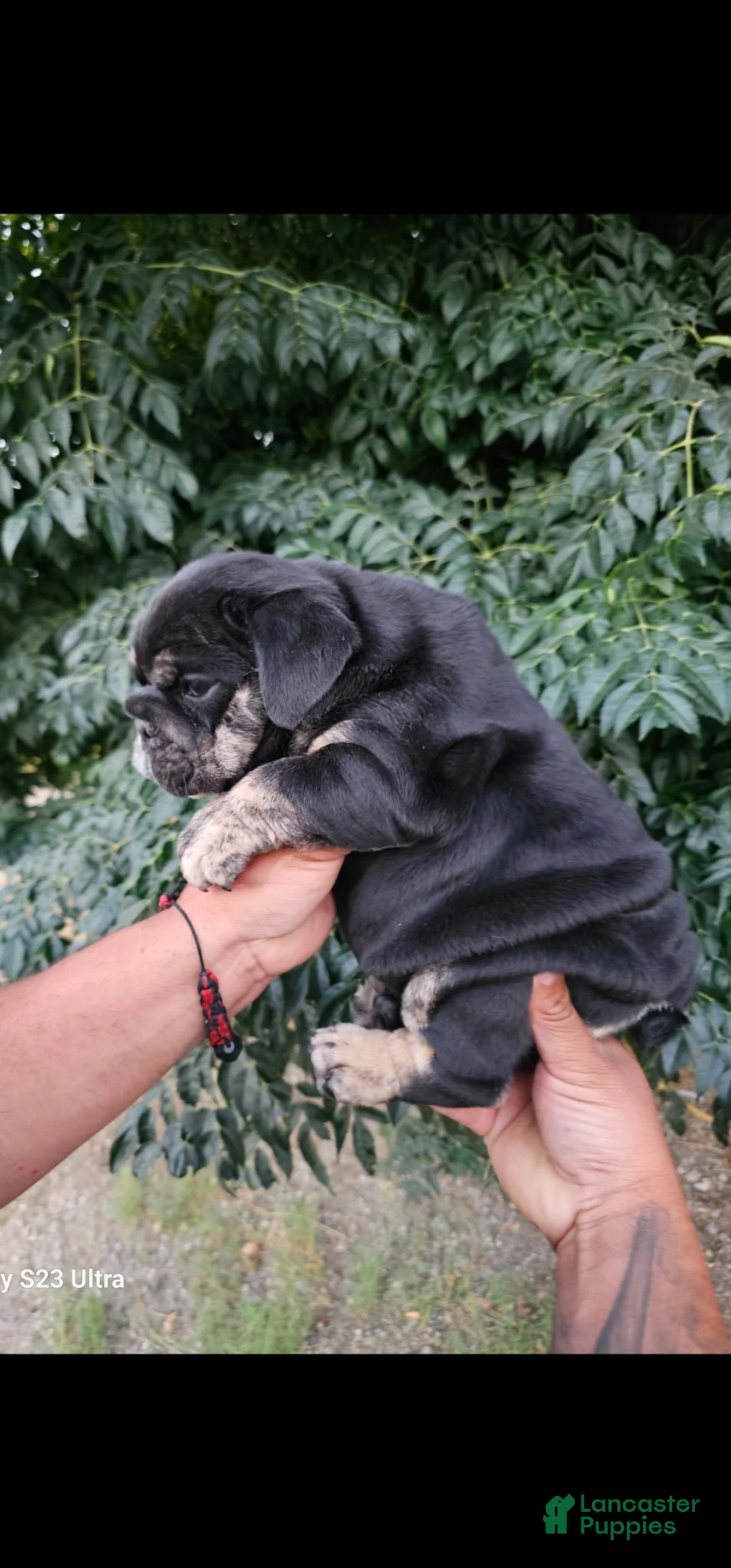 English Bulldog dogs for sale: BUBBLES - BLACK TAN TRI MICRO IN LA, CA-USA DELIVERY OPTIONS - Ad 2