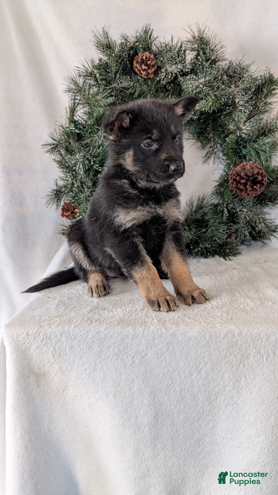 German Shepherd dogs for sale: Emmie  - Ad 5