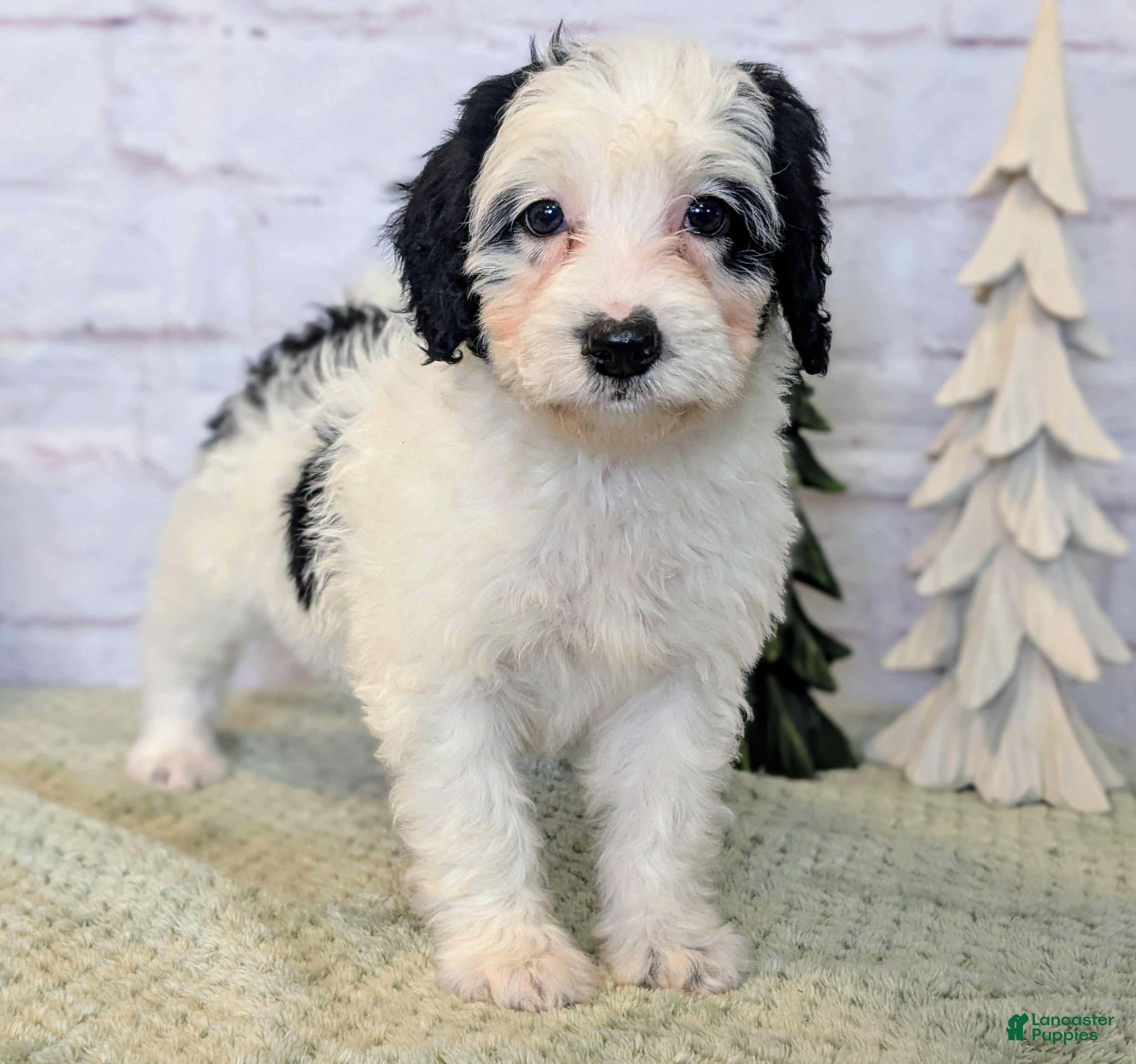 Mixed Breed dogs RoxAnn  - Ad 21