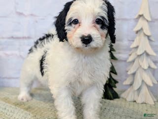 Mixed Breed dogs RoxAnn - Ad 42