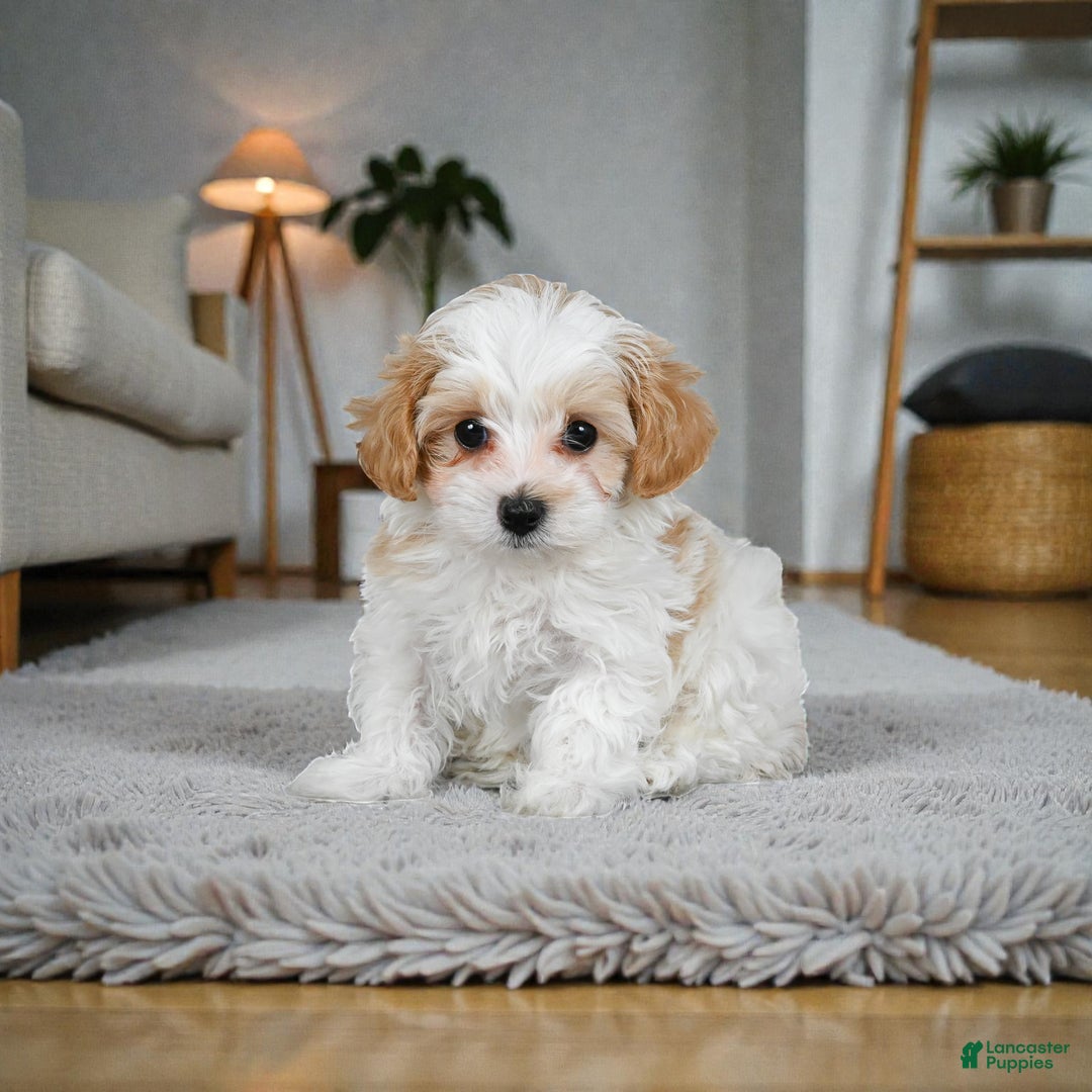 Maltipoo dogs for sale: milo - Ad 3