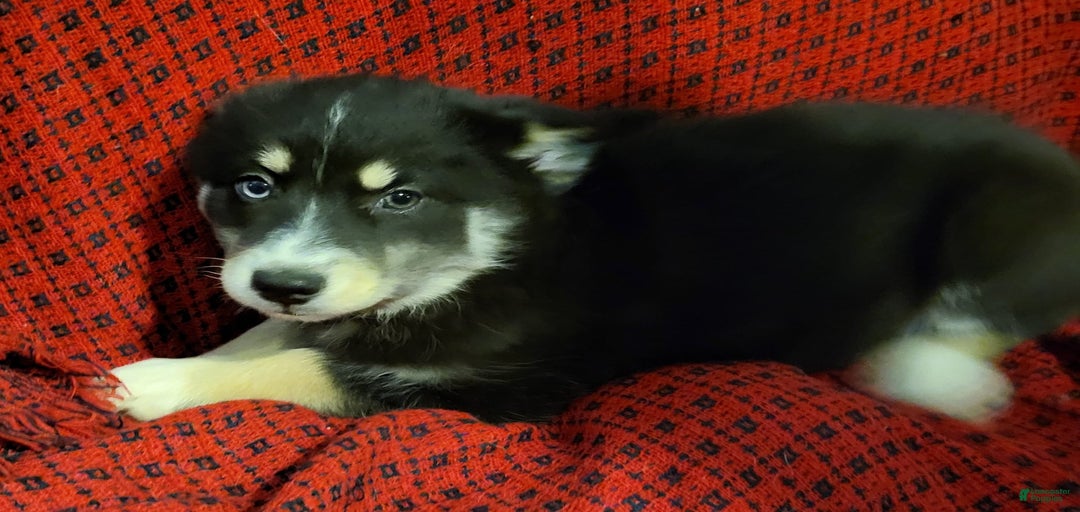 Gallery Image {{count}}