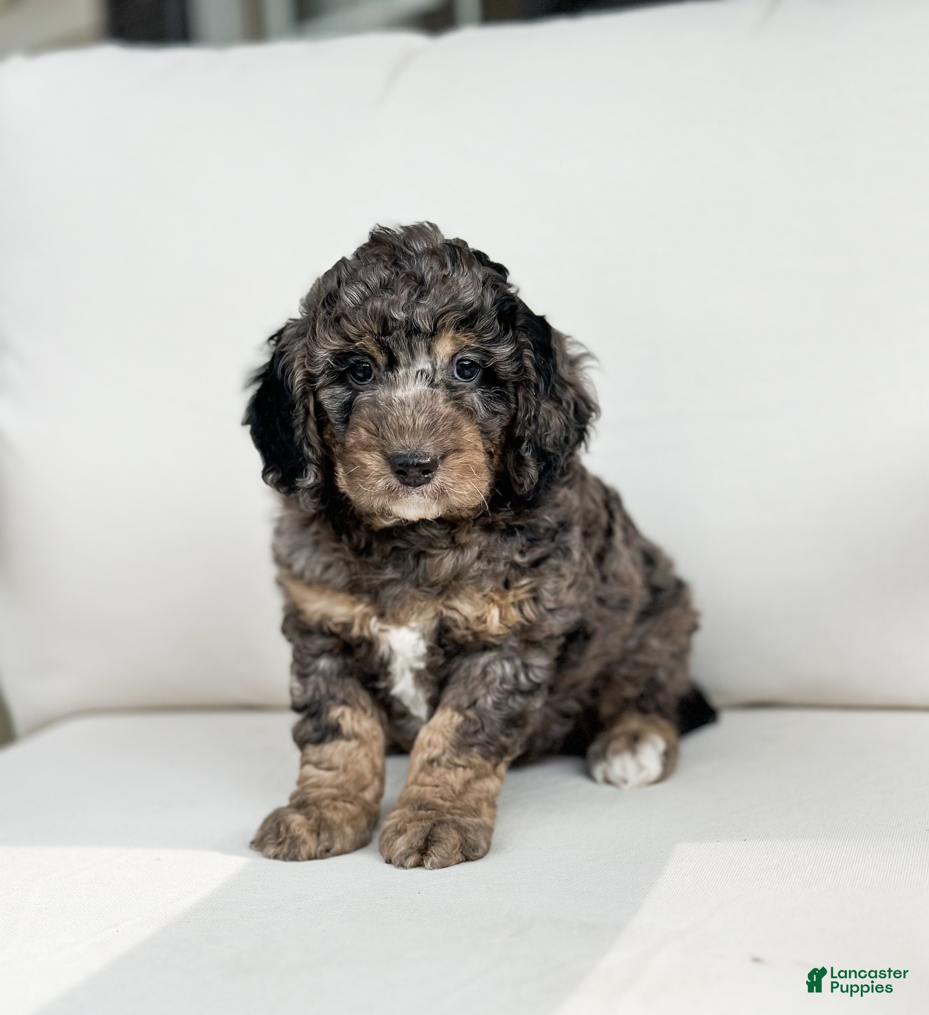 Mini Goldendoodle dogs Beau - Ad 1