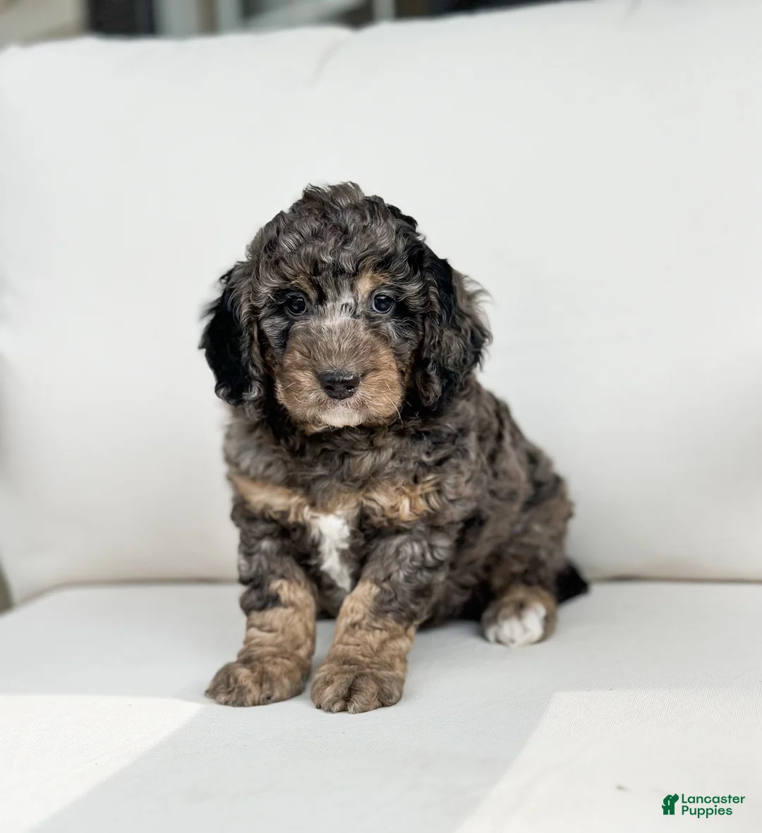 Mini Goldendoodle dogs for sale: Beau - Ad 1