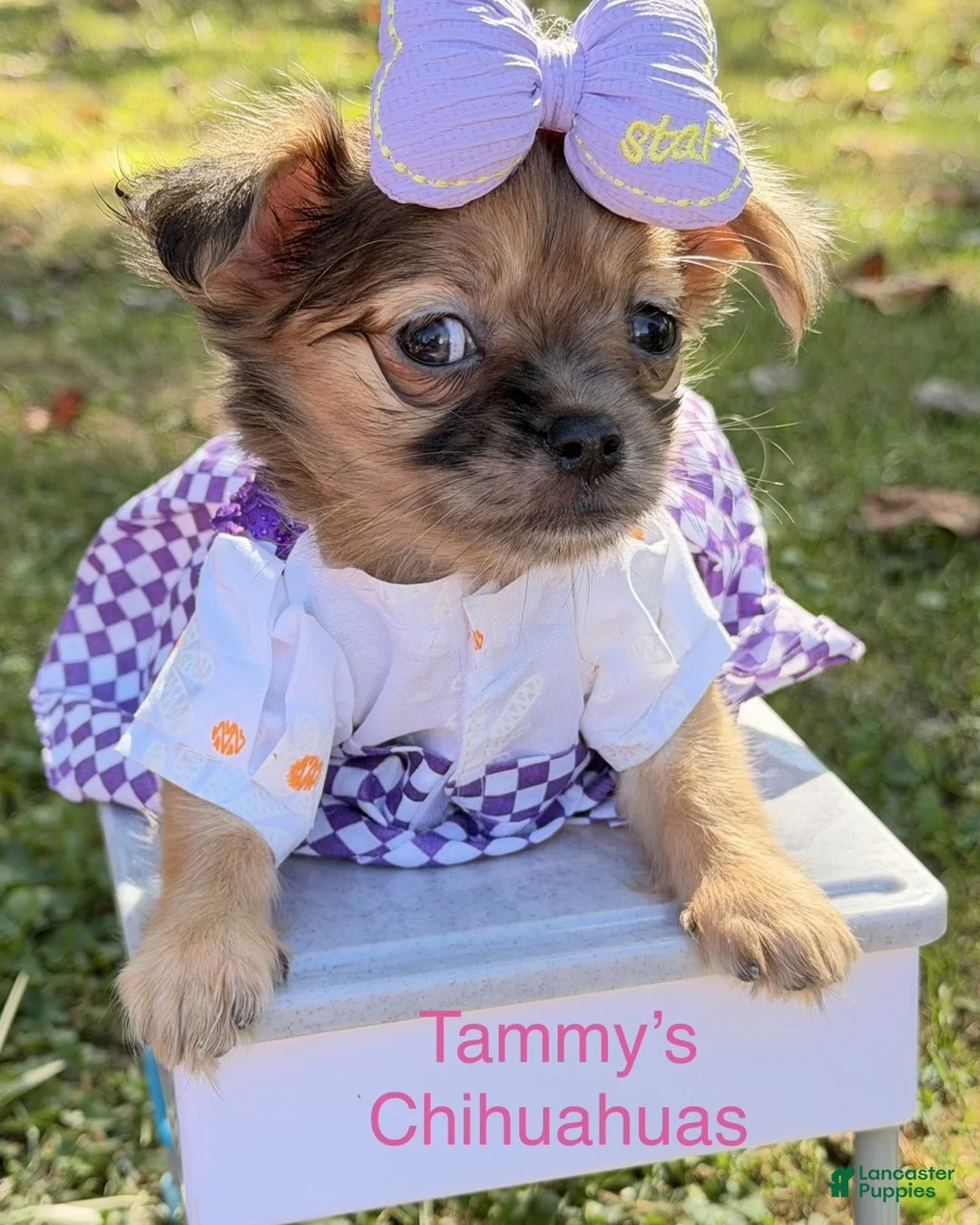 Chihuahua dogs for sale: Chihuahua 1 - Ad 2
