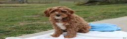 Cavapoo dogs for sale: Loki - Ad 1