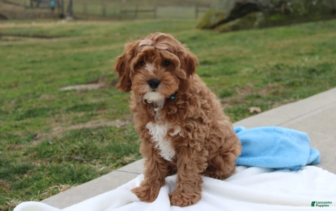 Cavapoo dogs for sale: Loki - Ad 1