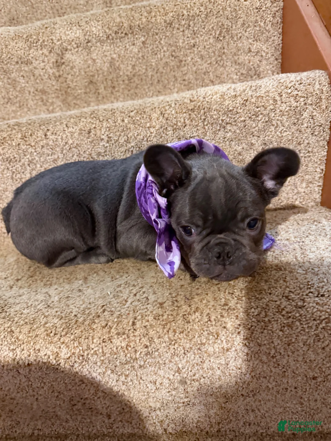French Bulldog dogs for sale: Geno - Ad 2