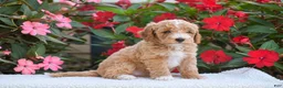 Mini Goldendoodle dogs for sale: Austin - Mini F1BB - Ad 3