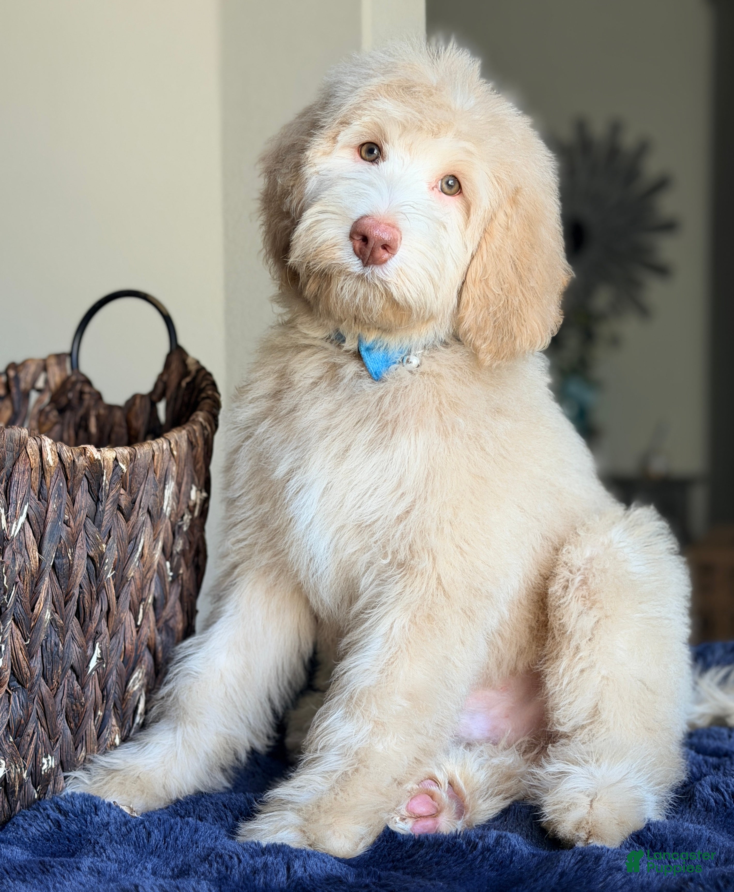 Labradoodle dogs Simon - Ad 1