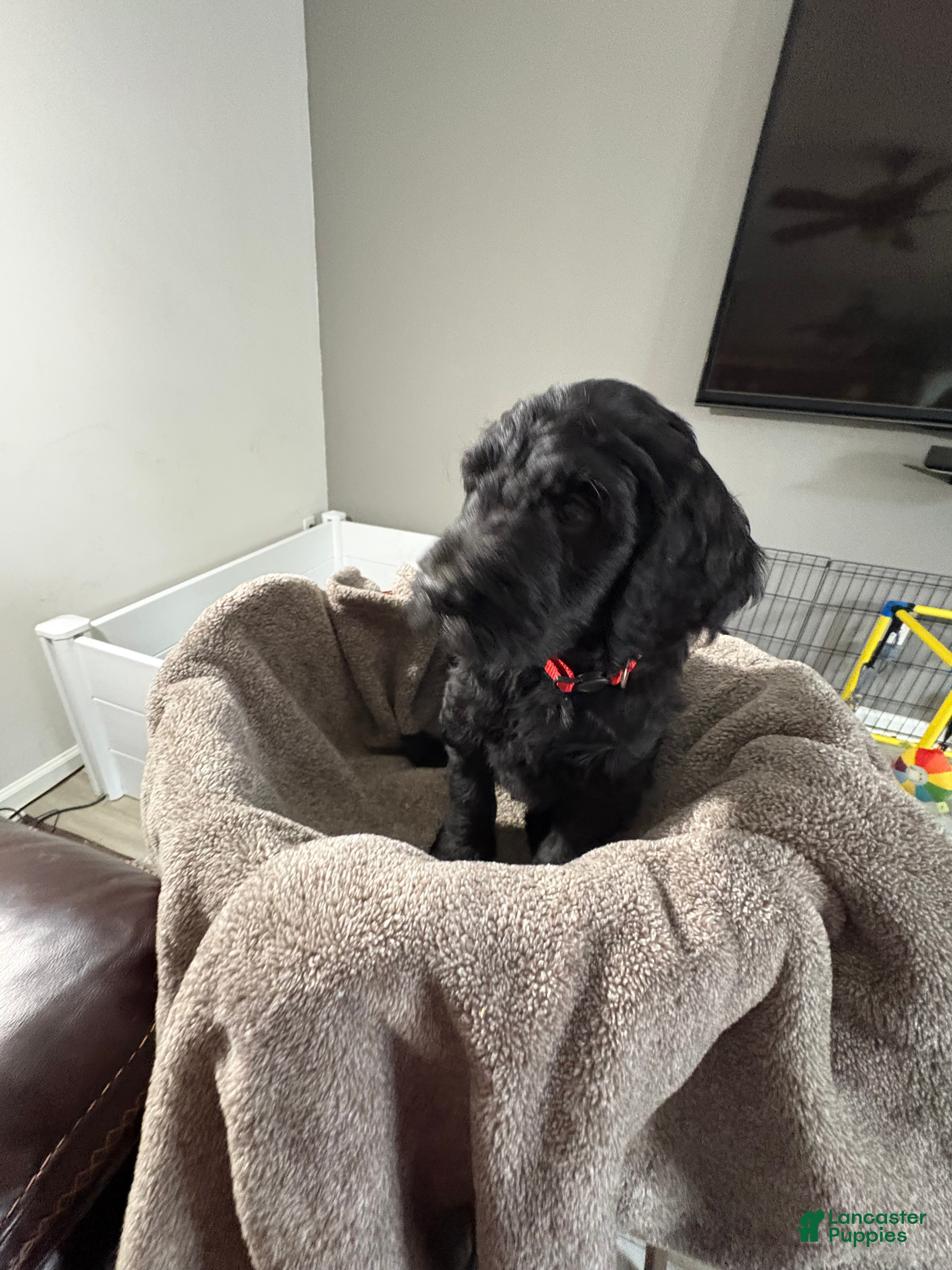 Goldendoodle dogs Goldendoodle Puppy 6 - Ad 1