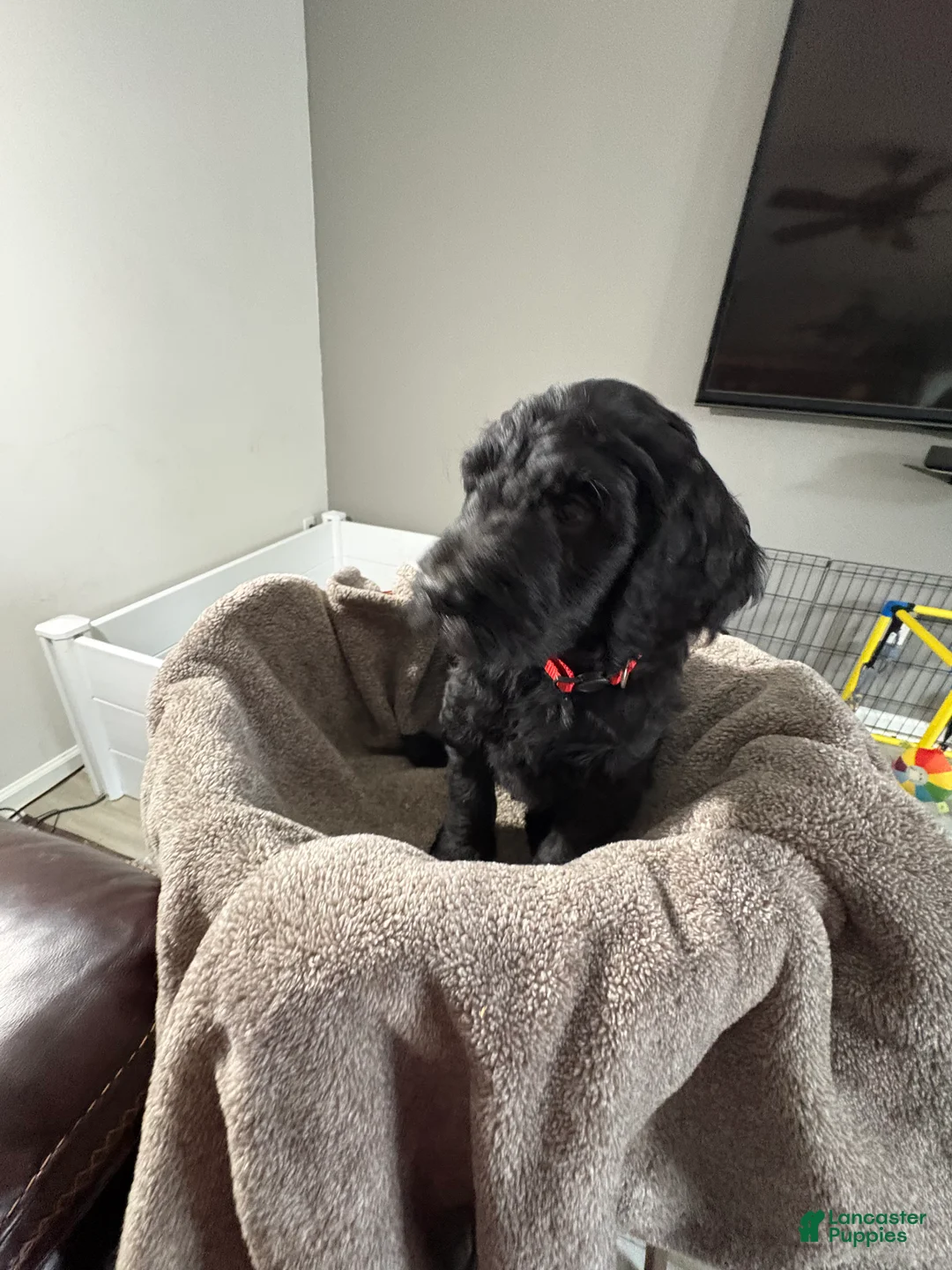 Goldendoodle dogs for sale: Goldendoodle Puppy 6 - Ad 1