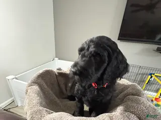 Goldendoodle dogs Goldendoodle Puppy 6 - Ad 1