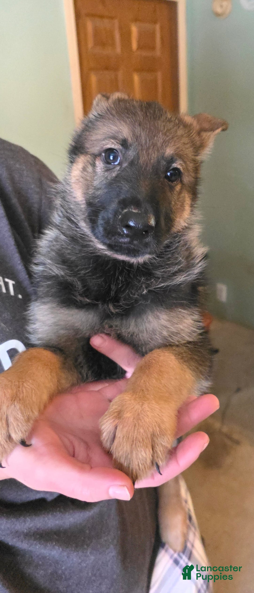 German Shepherd dogs for sale: German Shepherd Puppy 2 - Ad 7