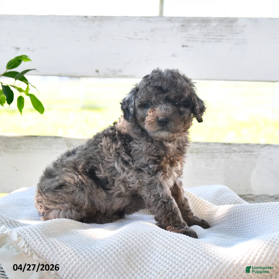 Miniature Poodle dogs for sale: Bouncer - Ad 3