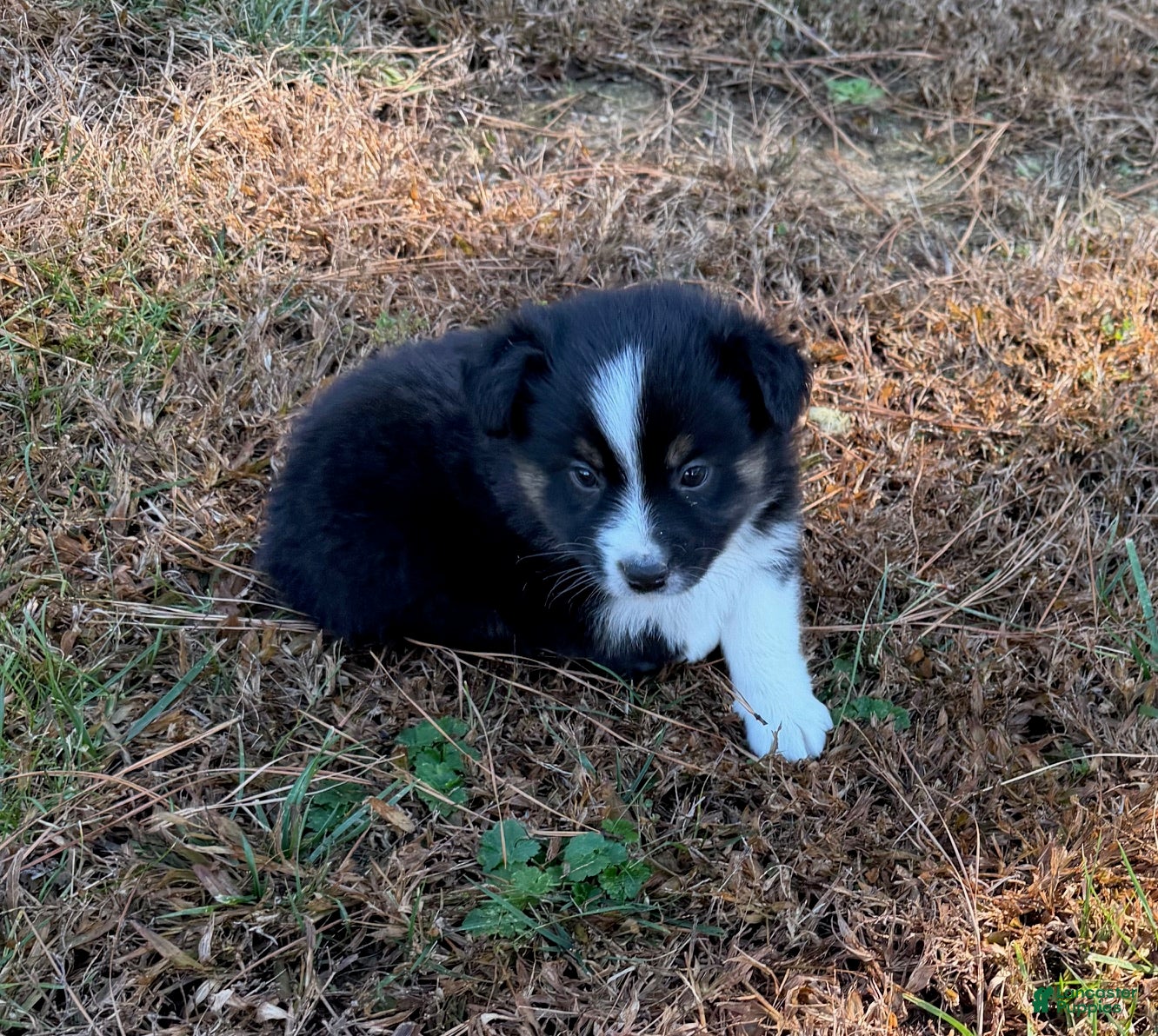 Miniature Australian Shepherd dogs Prince - Ad 41