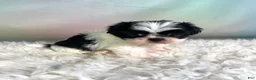 Teddy Bear dogs for sale: Onyx - Ad 3