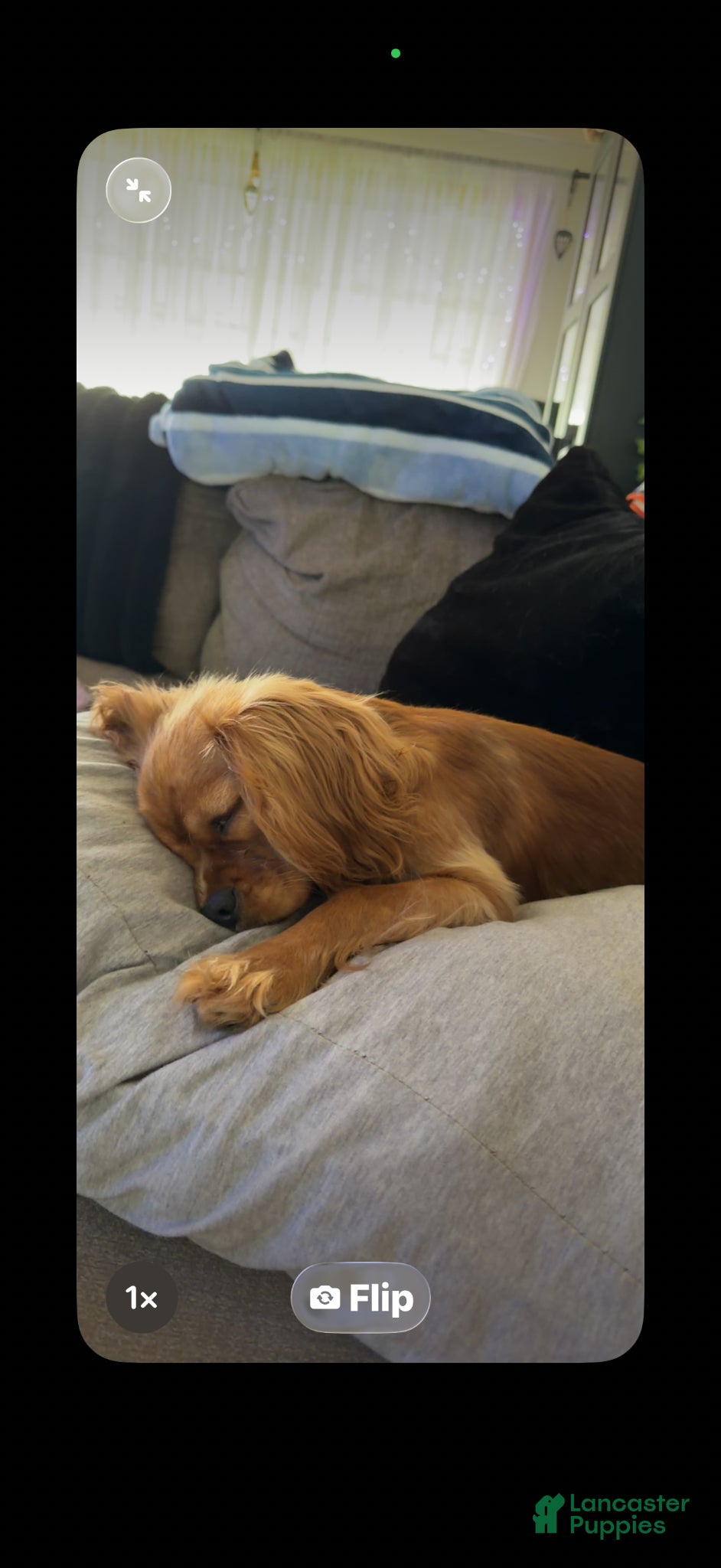 Cavalier King Charles Spaniel dogs Cavalier King Charles Spaniel Puppy 1 - Ad 2