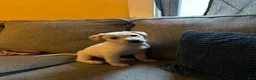 Labrador Retriever dogs for sale: Labrador Retriever 1 - Ad 2