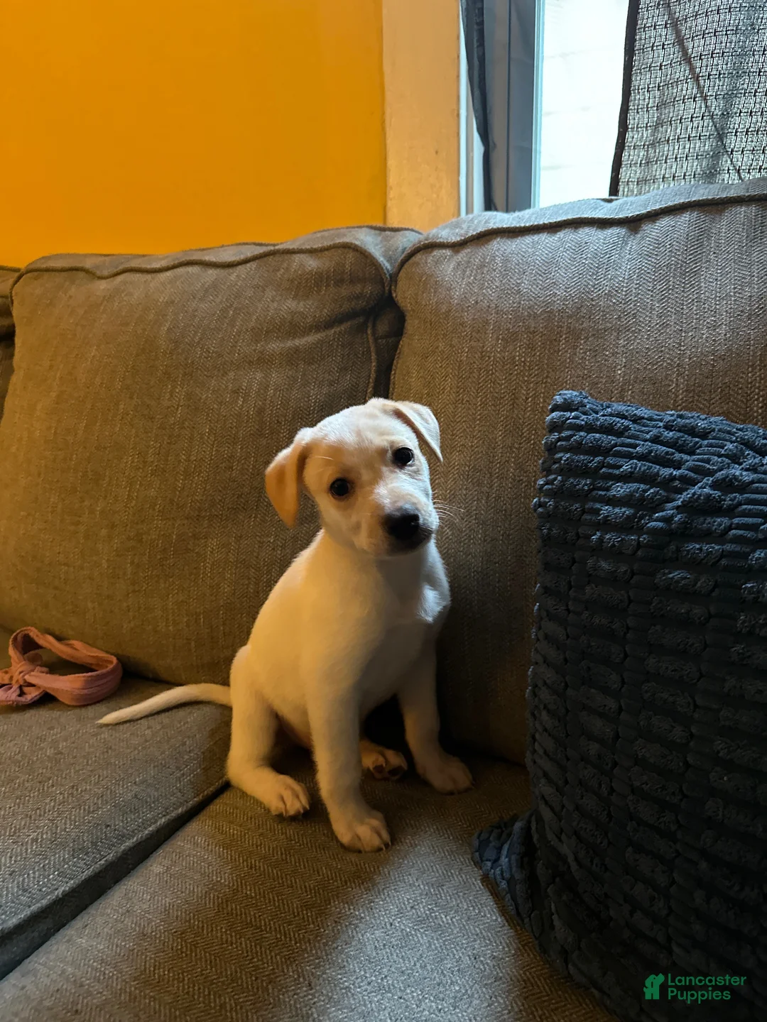 Labrador Retriever dogs for sale: Labrador Retriever 1 - Ad 2