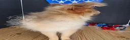Pomeranian dogs for sale: Pepper's Long Shot - "Archer" - Ad 13