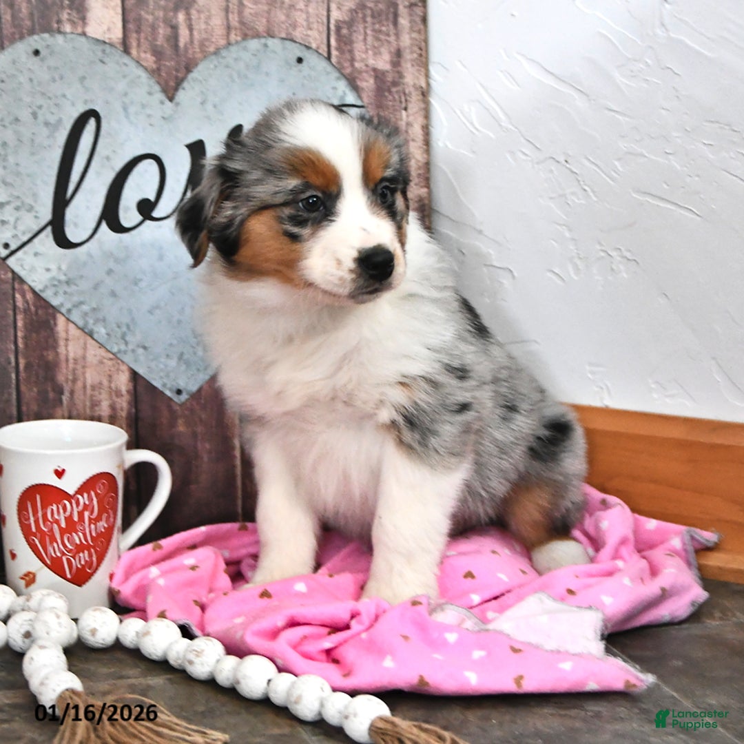 Australian Shepherd dogs for sale: Jackson - Ad 2