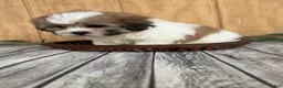 Teddy Bear dogs for sale: Lizzie - Ad 11