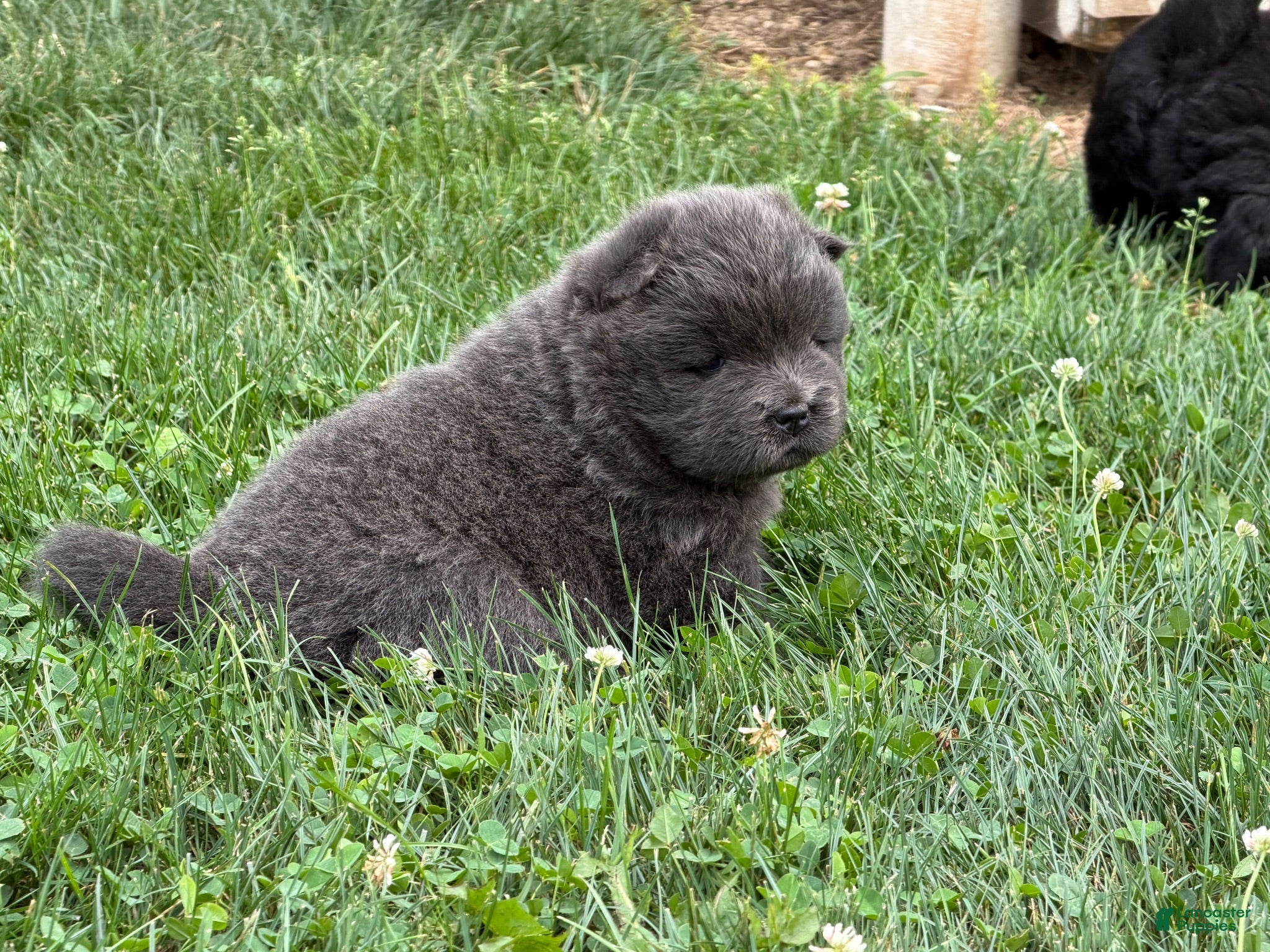 Chow Chow dogs Isabel - Ad 7
