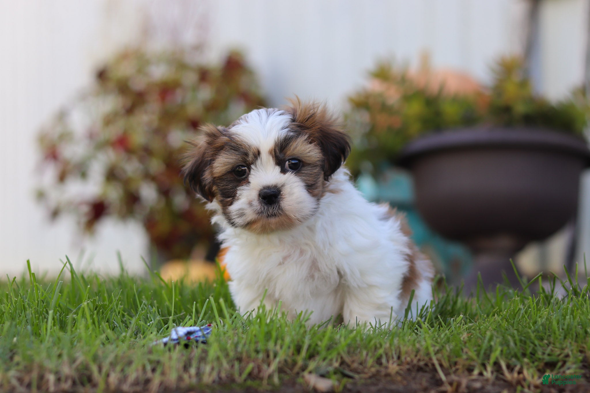 Chase (Shih Tzu, Male) in Millersburg, OH