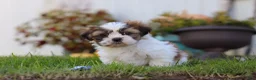 Shih Tzu dogs for sale: Chase - Ad 1