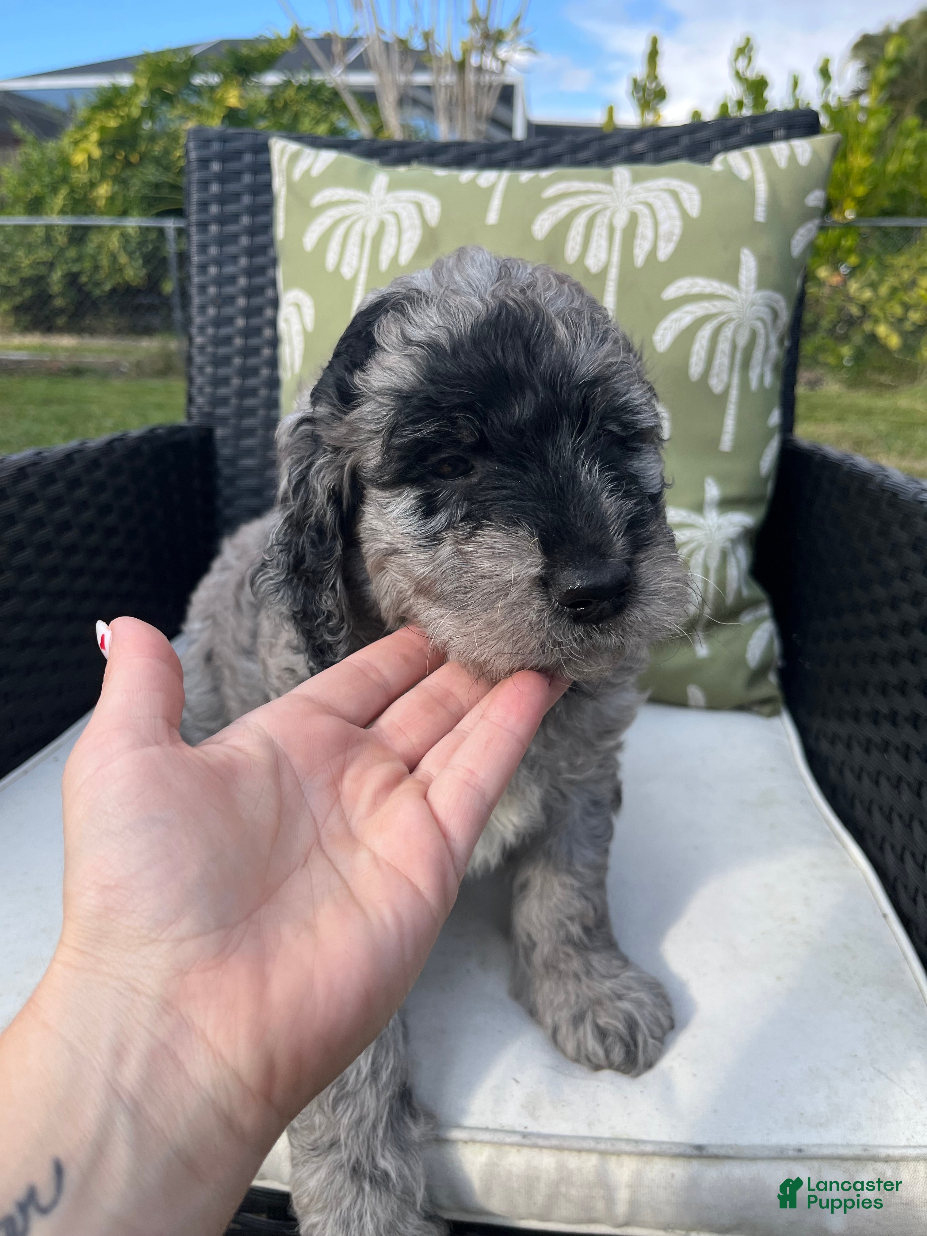 Goldendoodle dogs Phil  - Ad 23