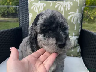 Goldendoodle dogs Phil - Ad 23