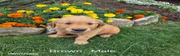 Golden Retriever dogs for sale: Ollie - Ad 1