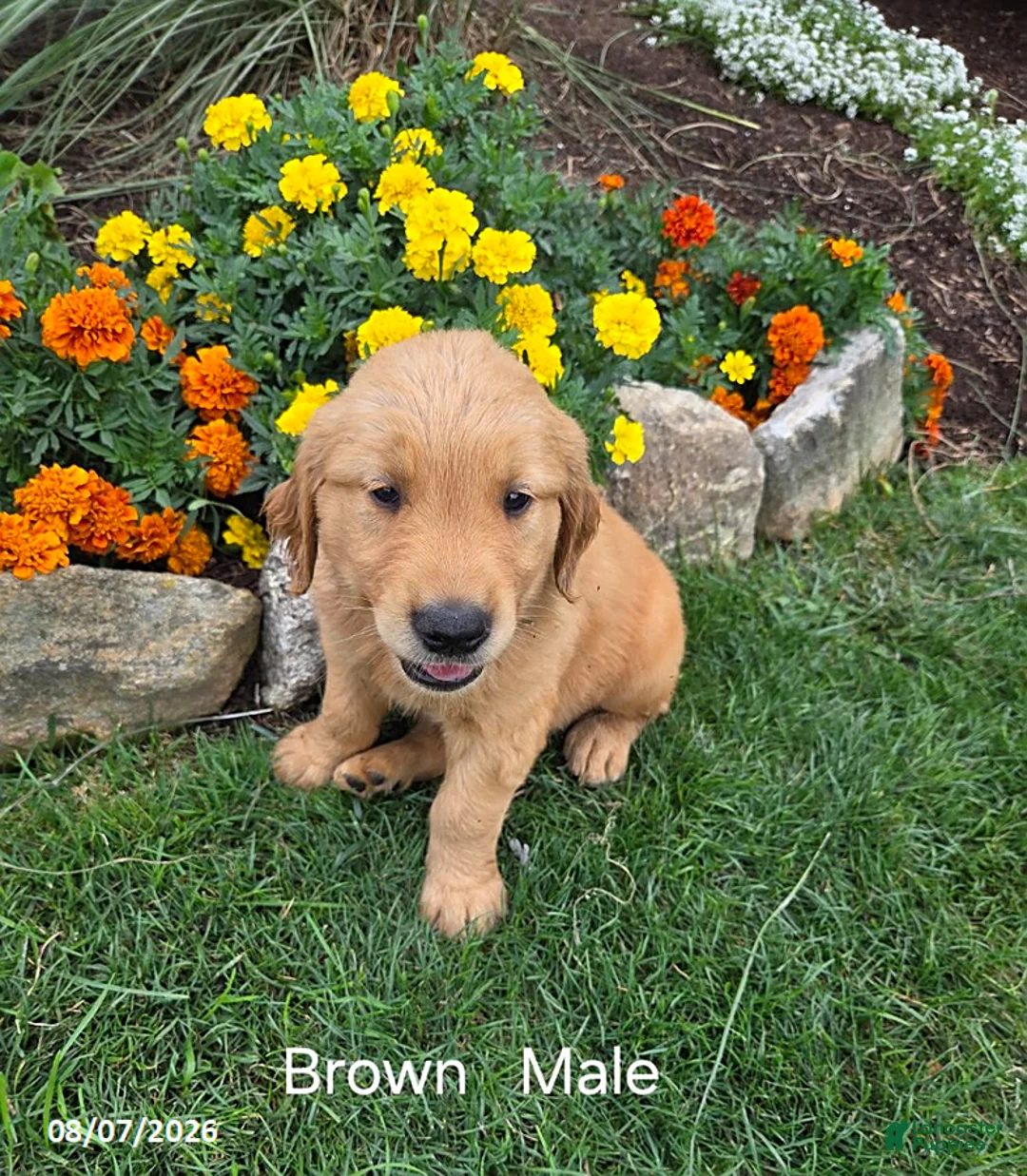 Golden Retriever dogs for sale: Ollie - Ad 1