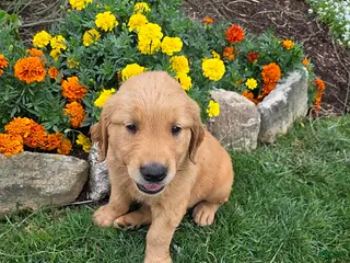 Golden Retriever dogs Ollie - Ad 35