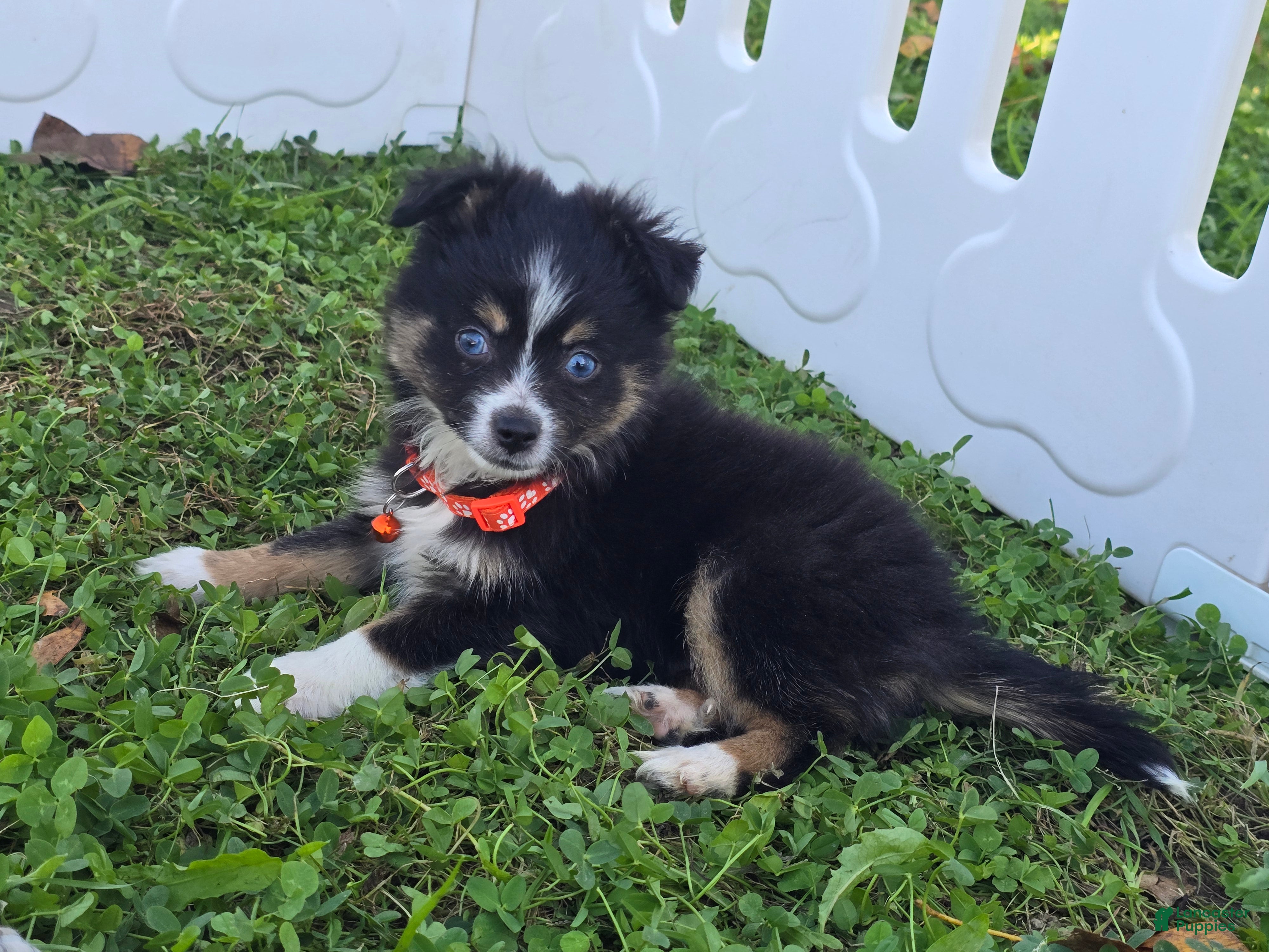 Toy Australian Shepherd dogs Boy 1 - Ad 1