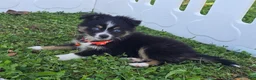 Toy Australian Shepherd dogs for sale: Boy 1 - Ad 1