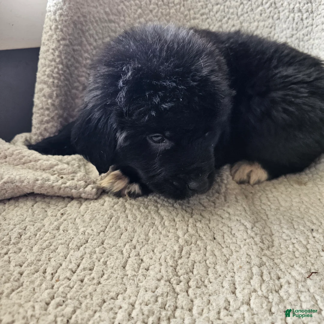 Mixed Breed dogs for sale: Freddy - Ad 2