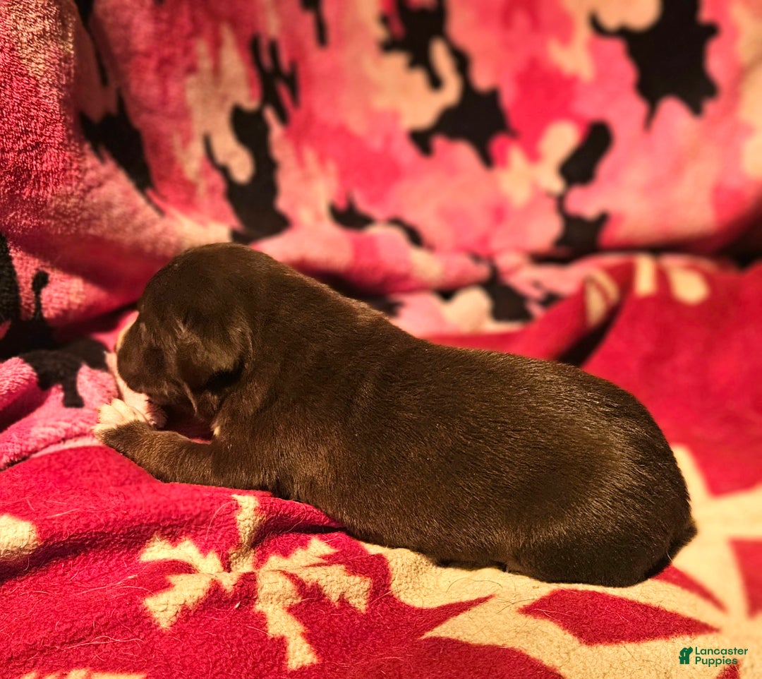 Border Collie dogs for sale: Dori - Ad 4