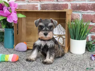 Miniature Schnauzer dogs Summer - Ad 32