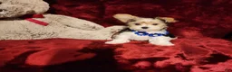 Yorkshire Terrier dogs for sale: JESTER - Ad 7