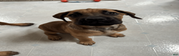 Cane Corso dogs for sale: Clapper- blue boy - Ad 1