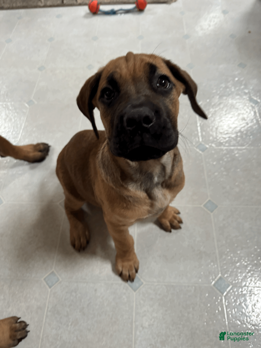 Cane Corso dogs for sale: Clapper- blue boy - Ad 1