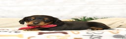 Miniature Dachshund dogs for sale: Jackie - Ad 2