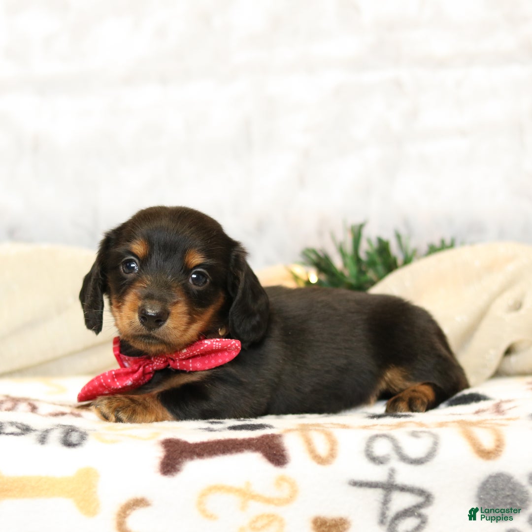 Miniature Dachshund dogs for sale: Jackie - Ad 2