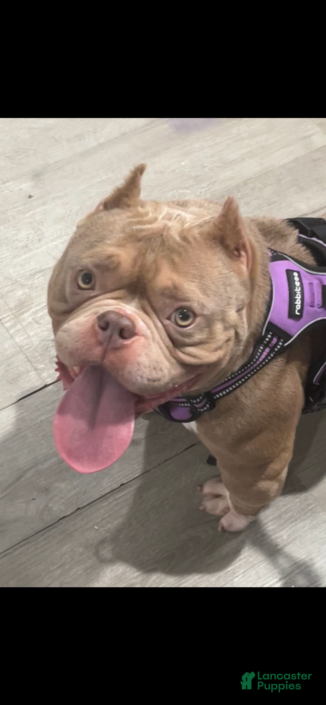 American Bully dogs for sale: Oko - Ad 3